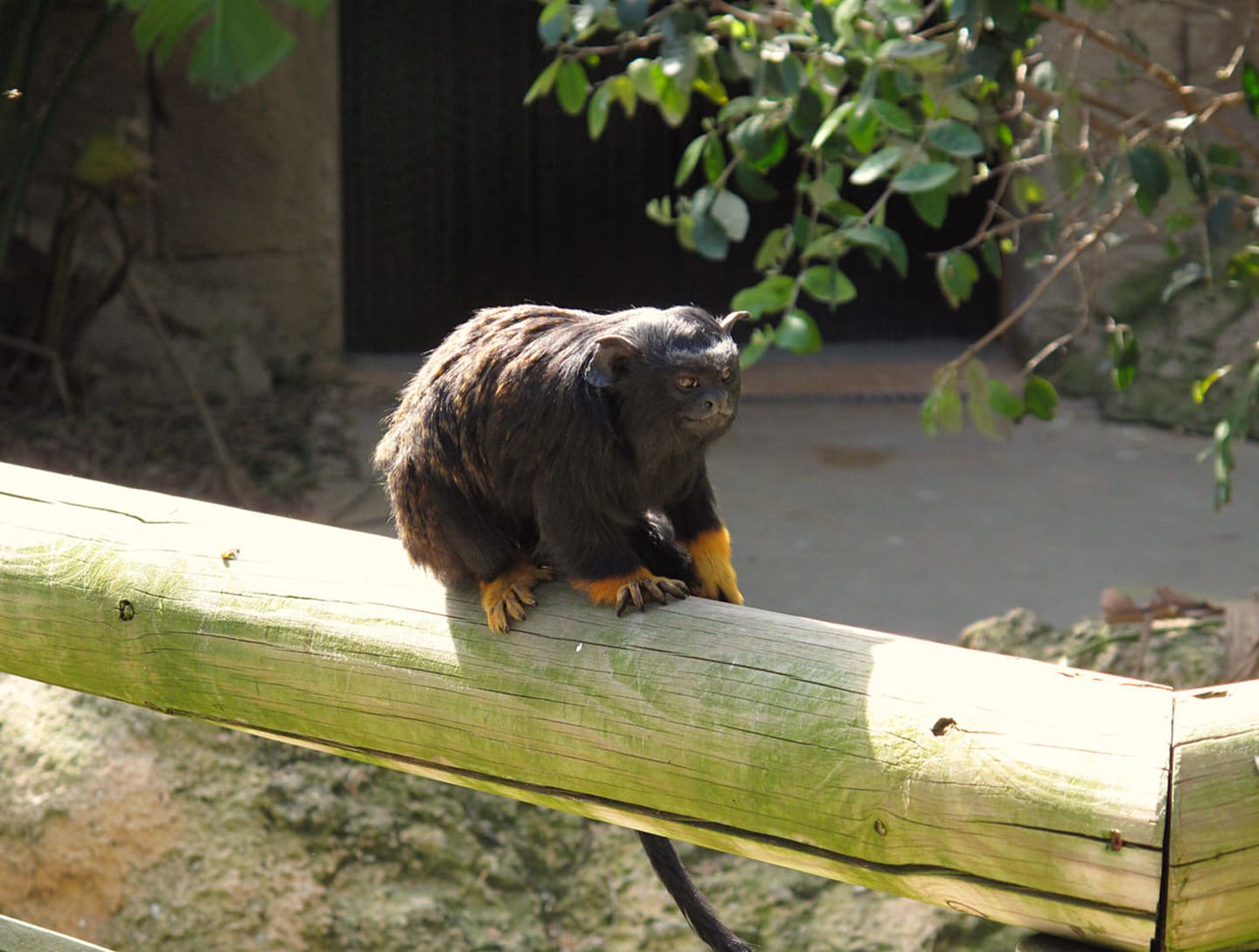 Einer der Zoobewohner