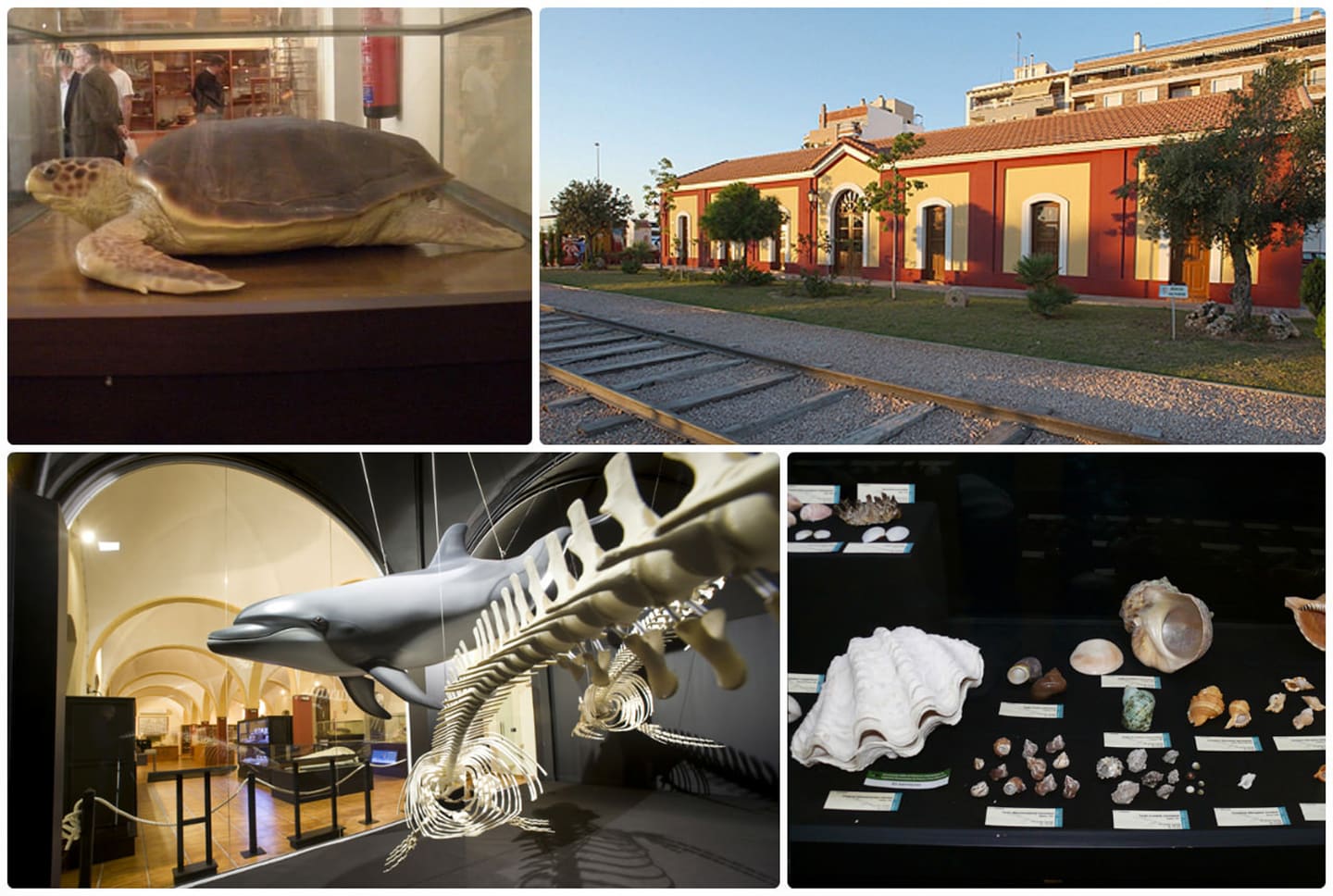 Museum für Naturgeschichte (Museo de Historia Natural)