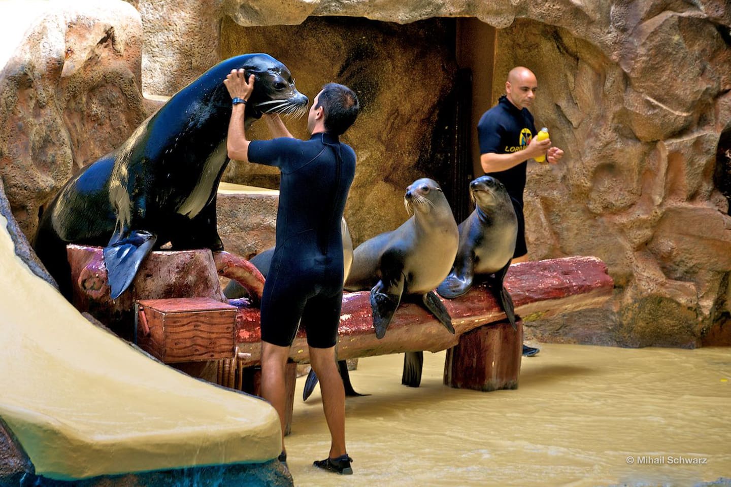 Show der Seelöwen