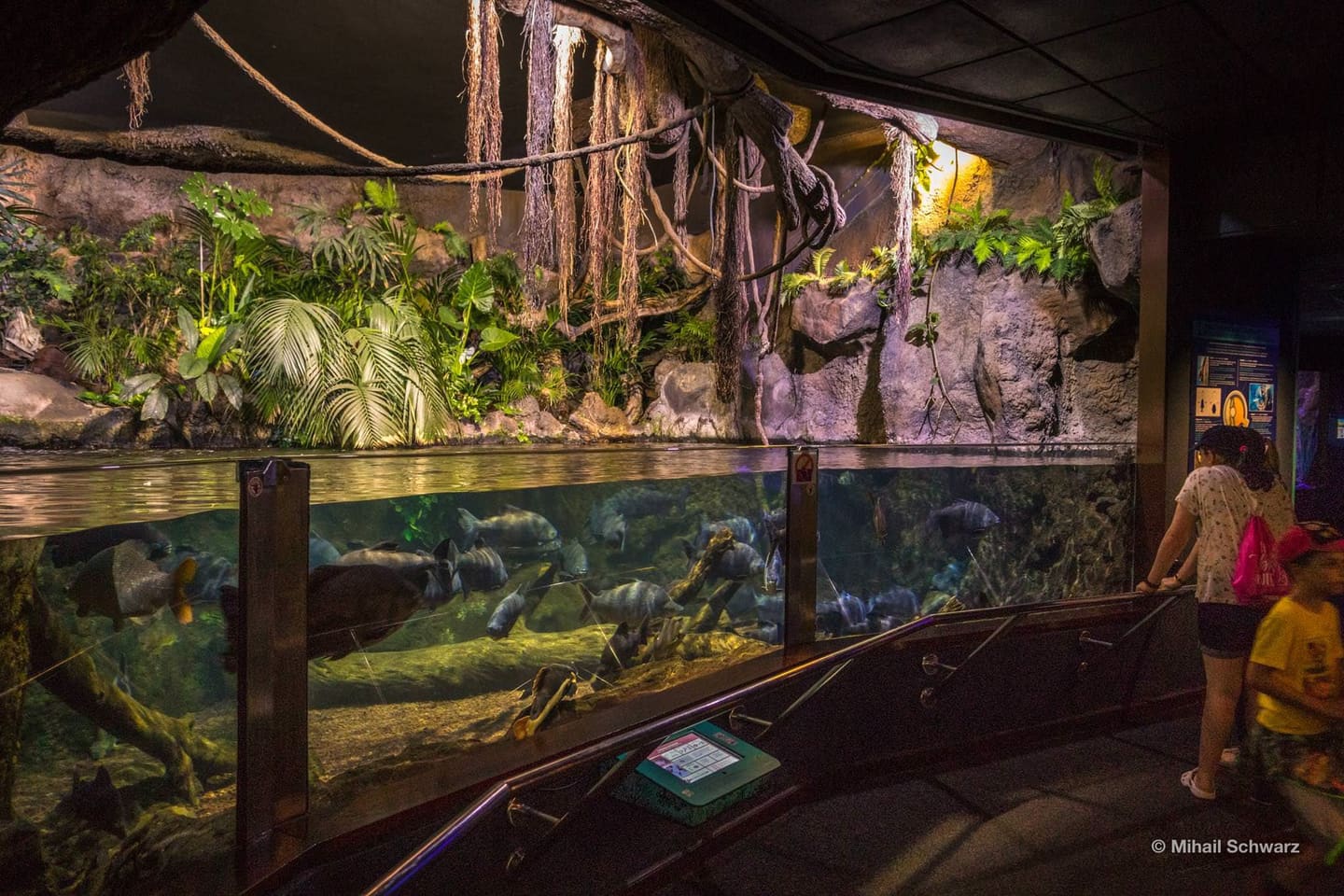Das Aquarium im Loro Parque