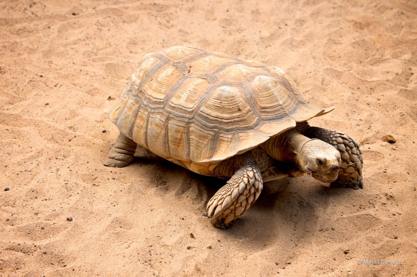 Schildkröte