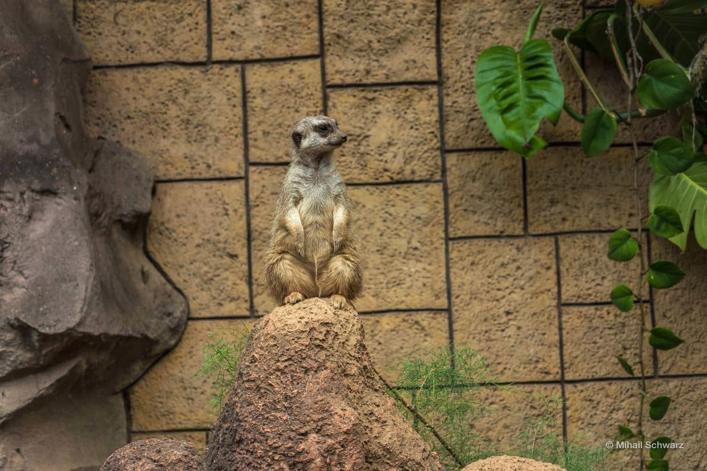 Erdmännchen