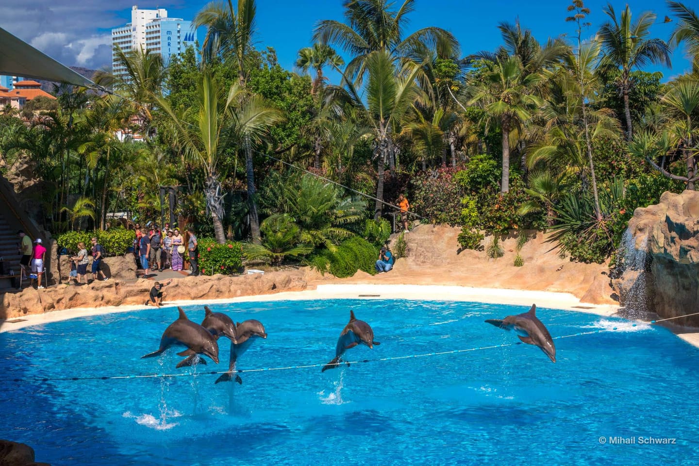 Delfinshow im Loro Park