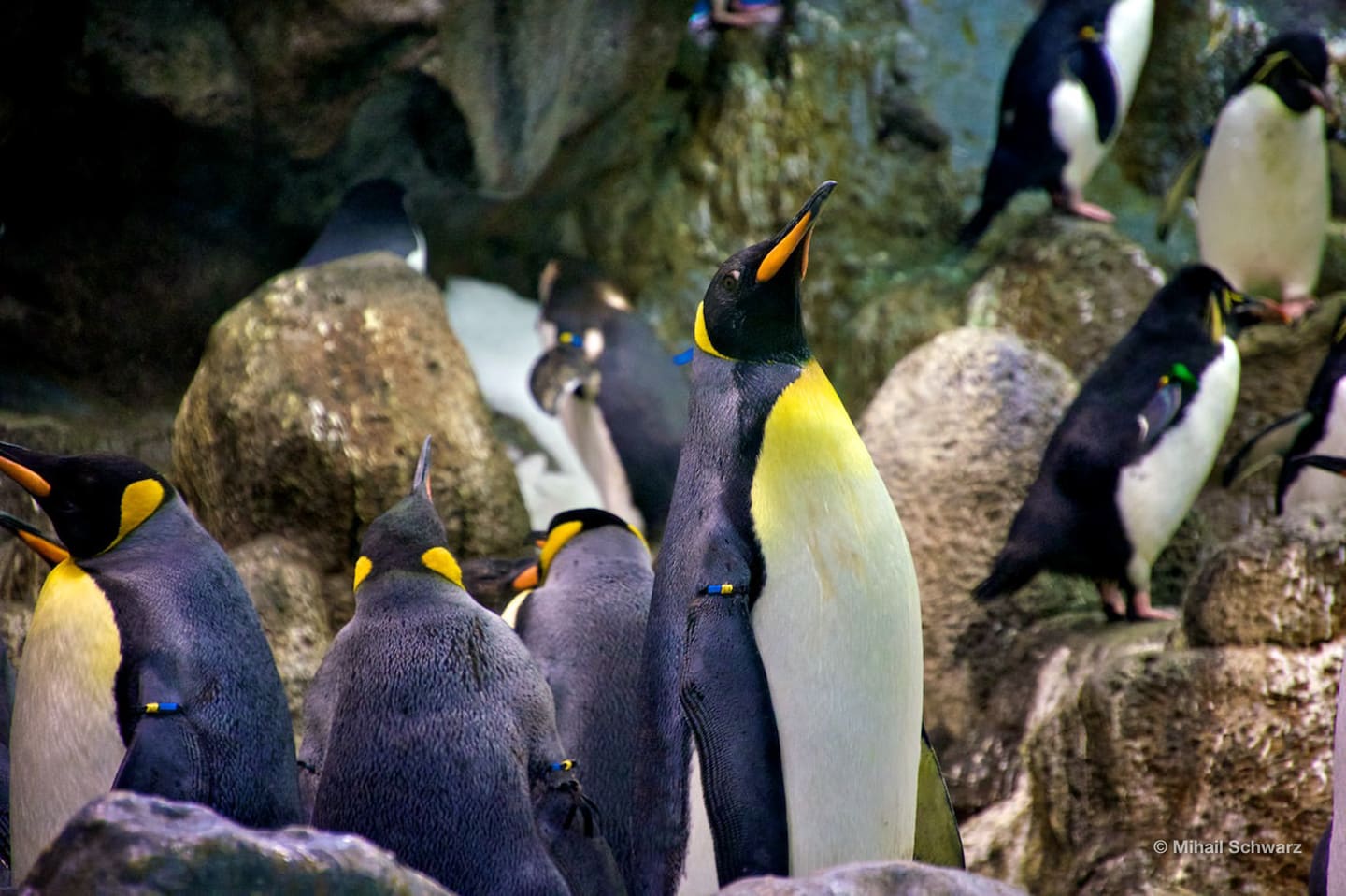 Dann die Königspinguine