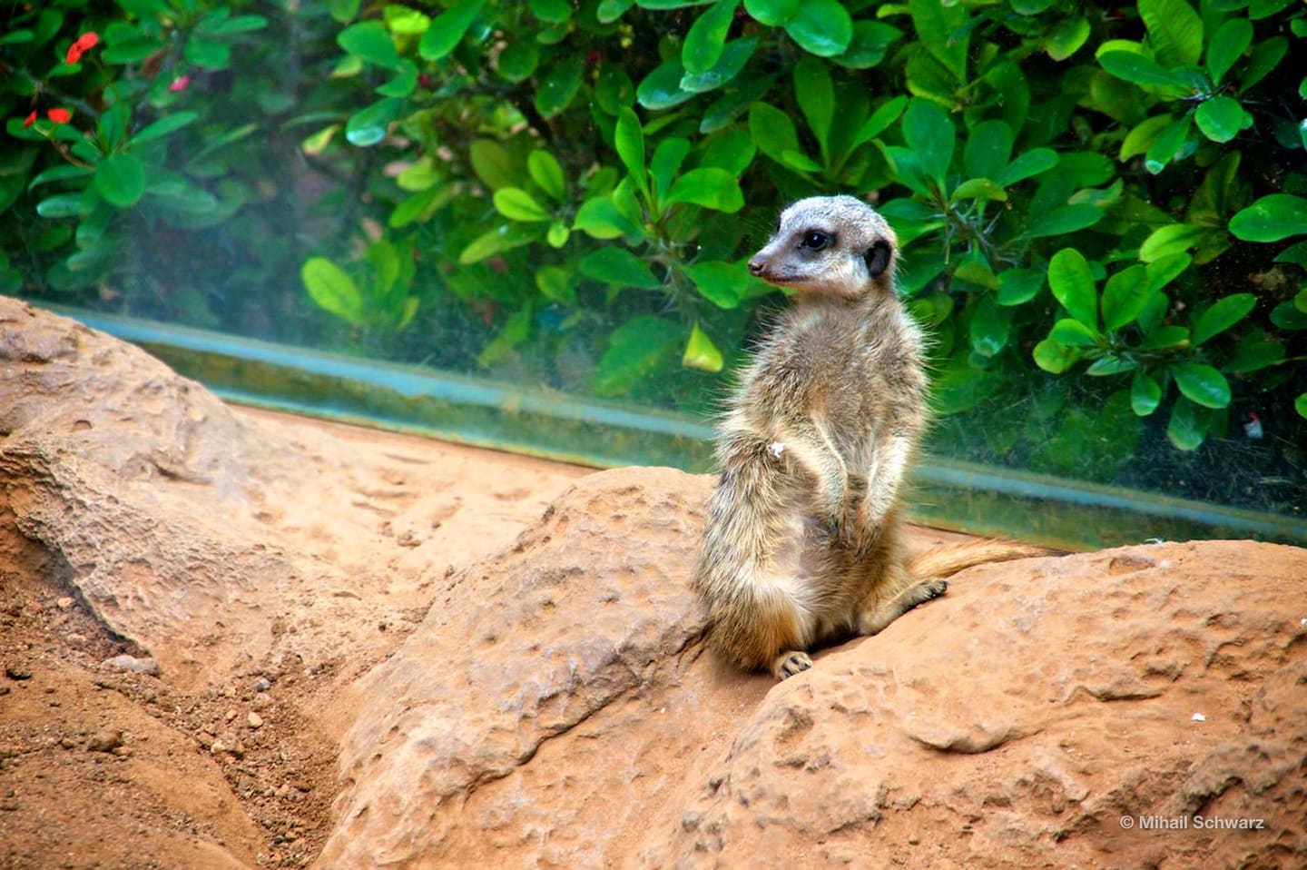Erdmännchen